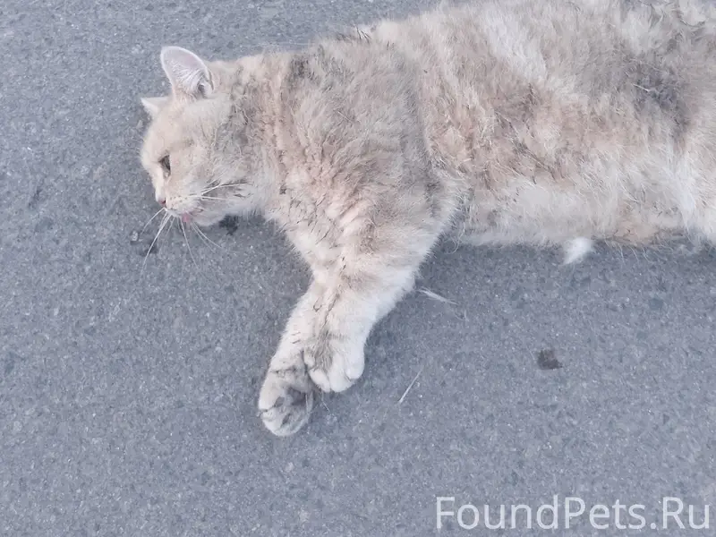 Найдена серая кошка, улица Грибачева