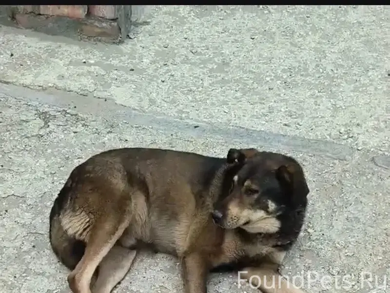 Пропал пёс Джек, район ул. Ак. Жук