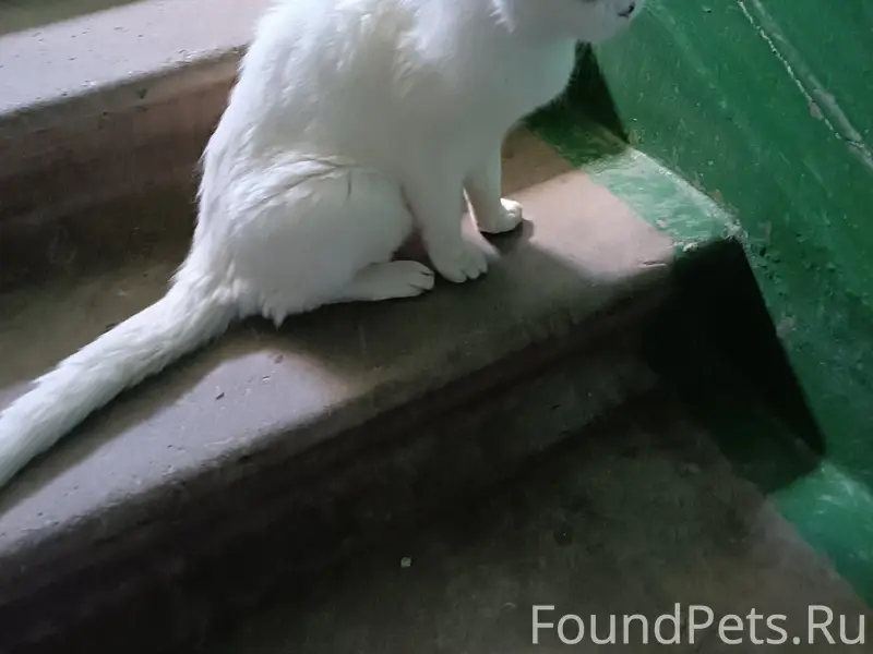 Найден кот, Рогачёво