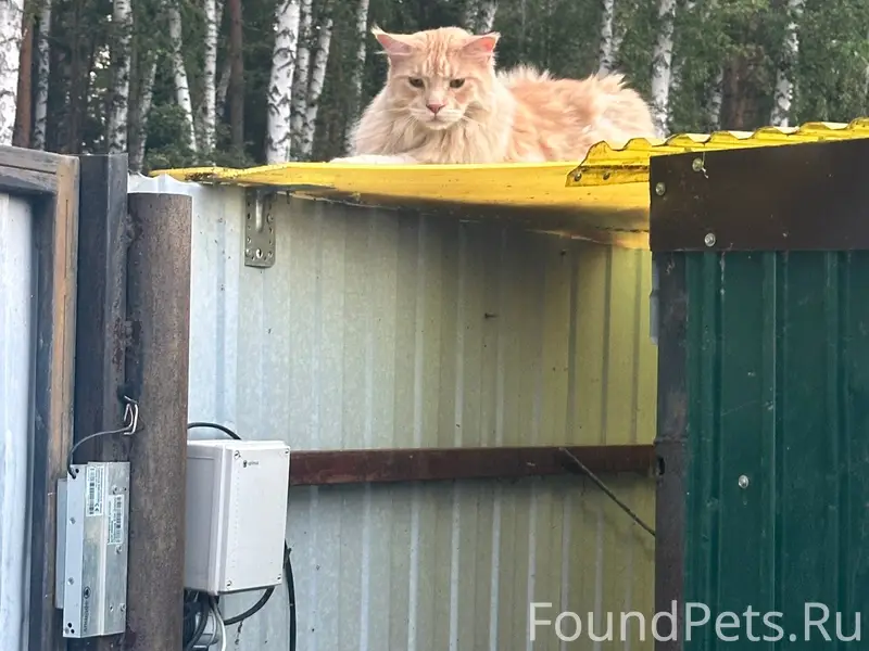 Пропал кот, деревня Маховички