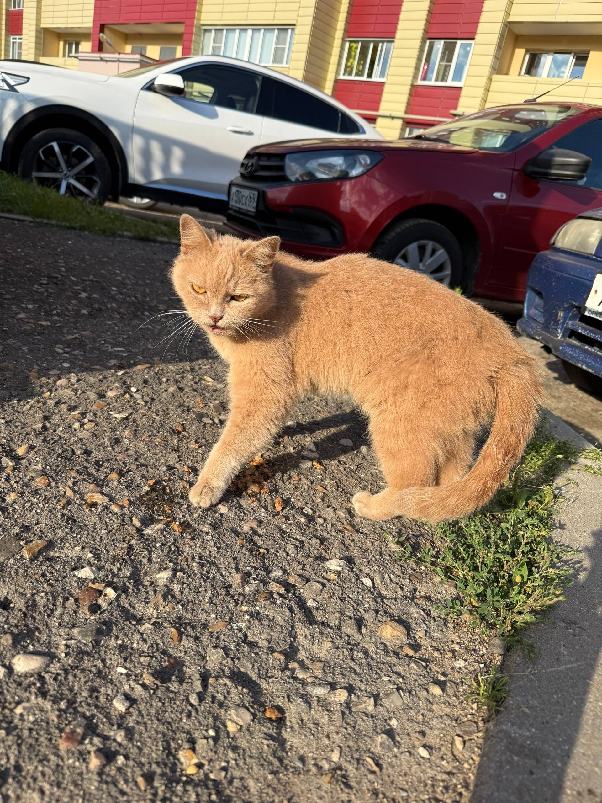 Найдена кошка, Южный