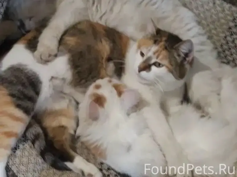 Пропала трёхшёрстная кошка Муся