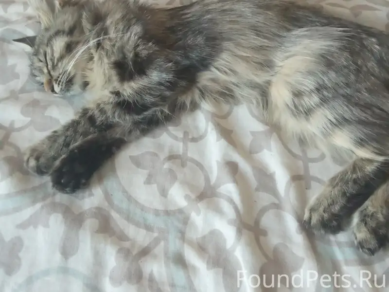 Найдена кошка, похожа на мейкуна, второй посёлок