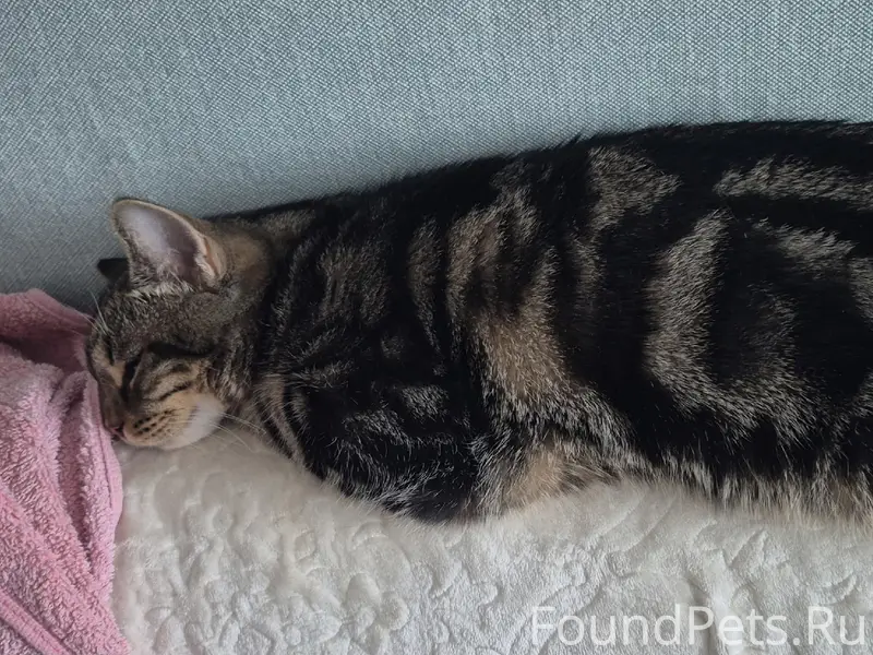 Пропал кот Матвей, Лакинск