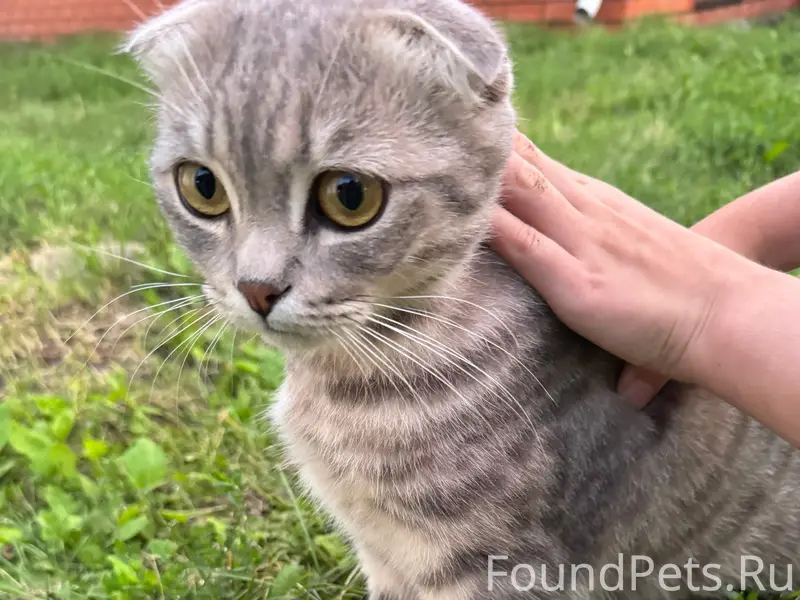 Найден шотландский вислоухий кот, в черном ошейнике