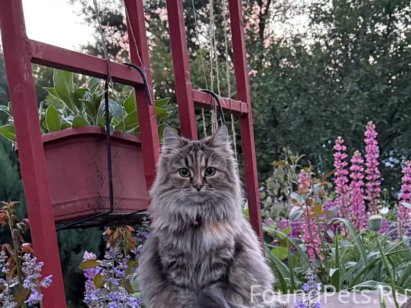 Пропала кошка Люся, район стекольного