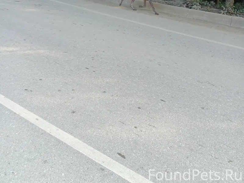 Пропала собака курцхар, Симеиз