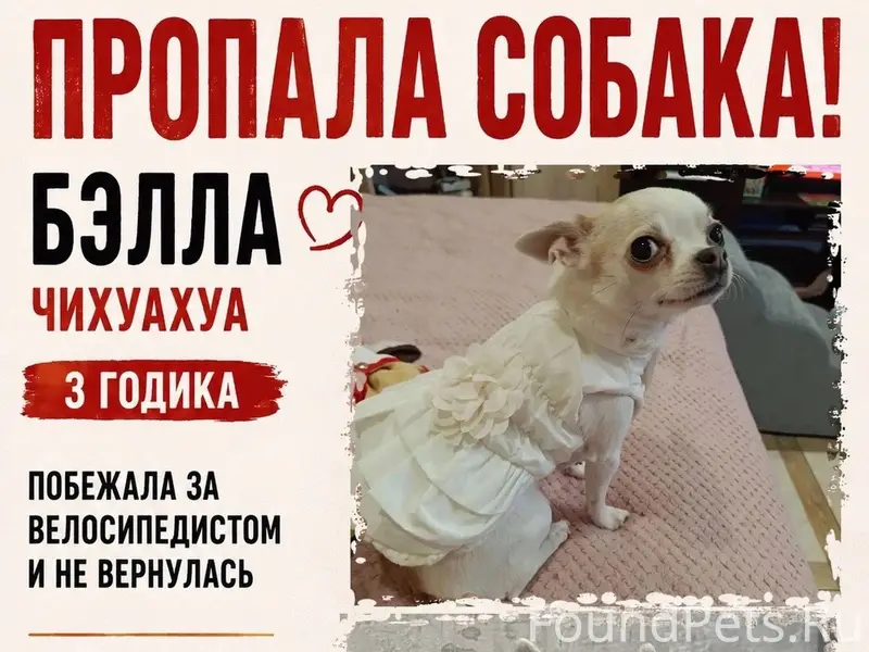 Пропала чихуахуа мини Бэлла, Дальний проезд