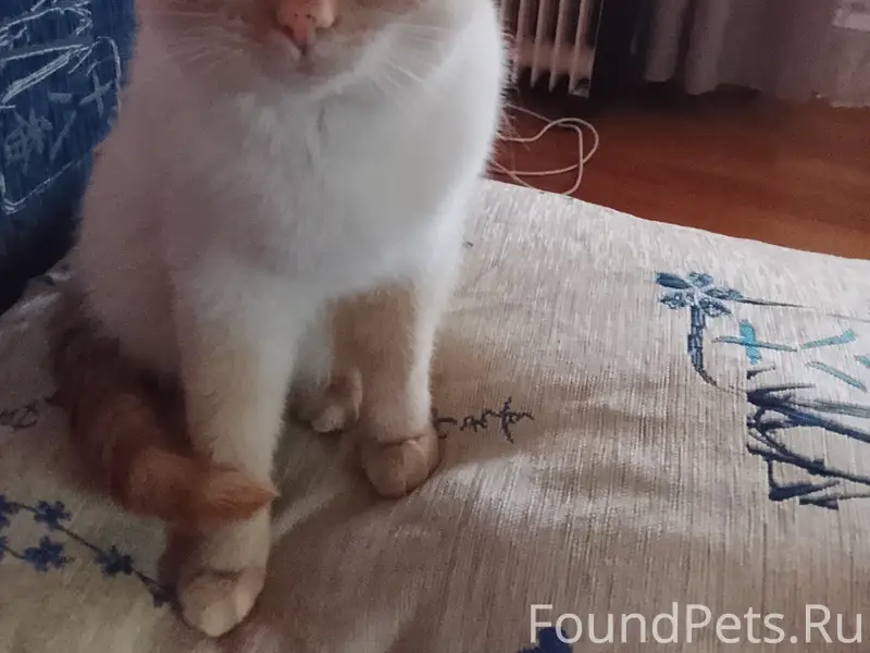 Пропала кошка 