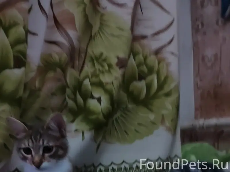 Пропал кот, ул. Дубки