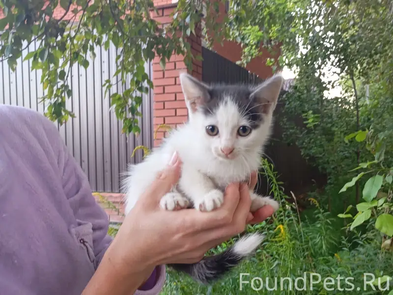 Найдены котята и мама-кошка, посёлок Отрадное