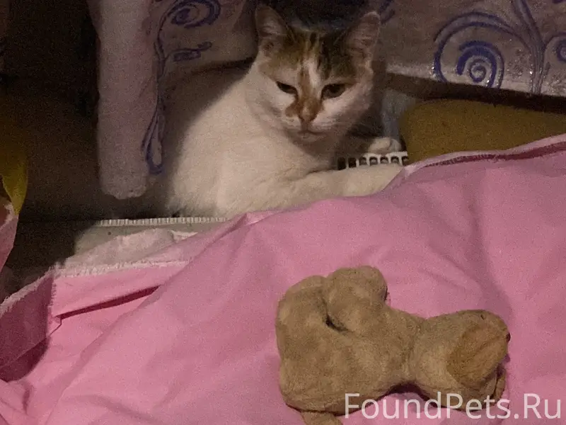Пропала кошка Белка, район Отрады