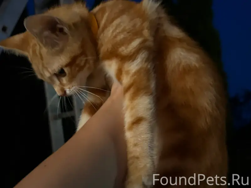 Найден рыжий котёнок, [место не указано]