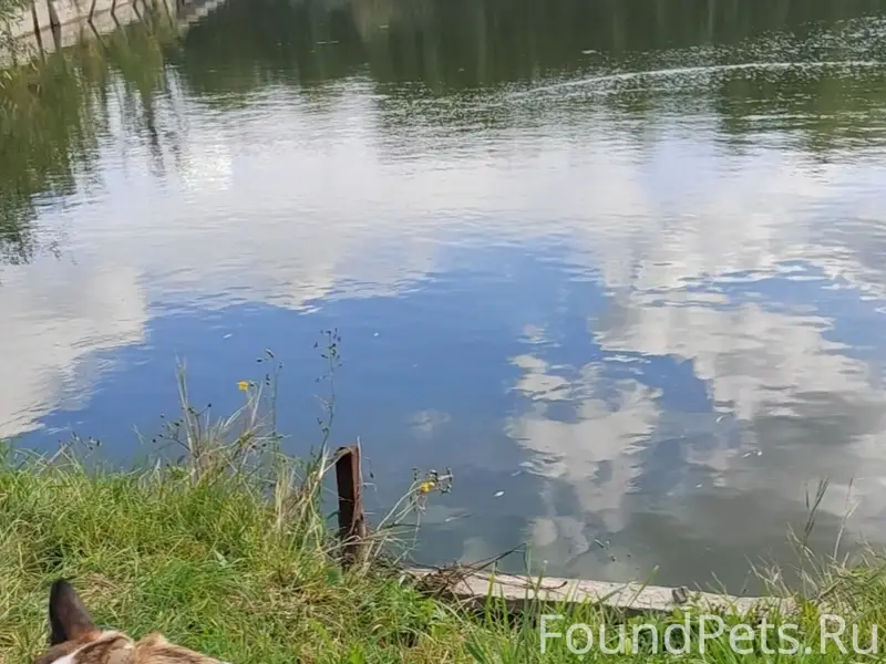 Пропала собака Груша, Маслова Пристань