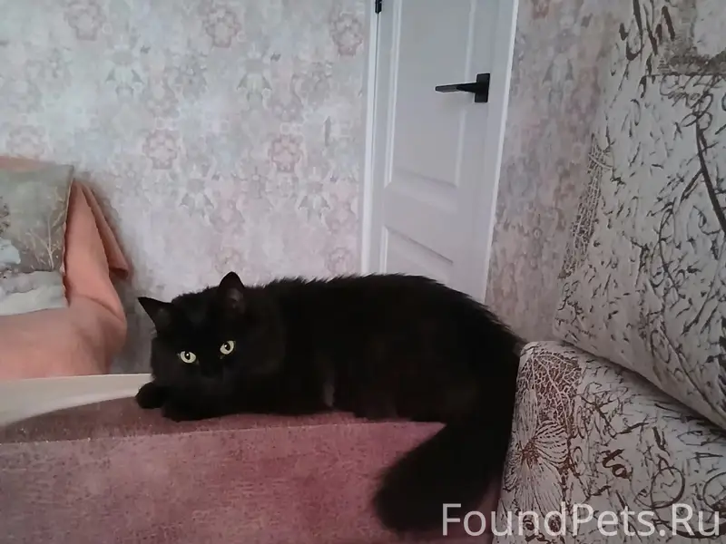 Пропала кошка Багира, около 89 дома