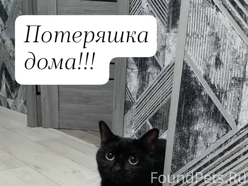 Найдена кошка