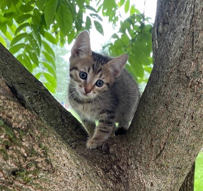 Пропал котёнок, Осташево