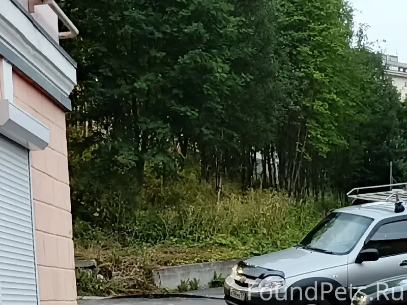 Найден пудель, Мурманск, пр. Ленина