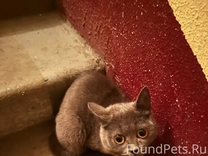 Найден котёнок (девочка), передвигается на трёх лапах, Машмет