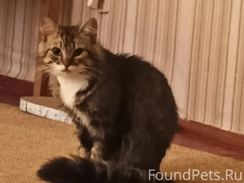 Пропал кот, район дом Офицеров