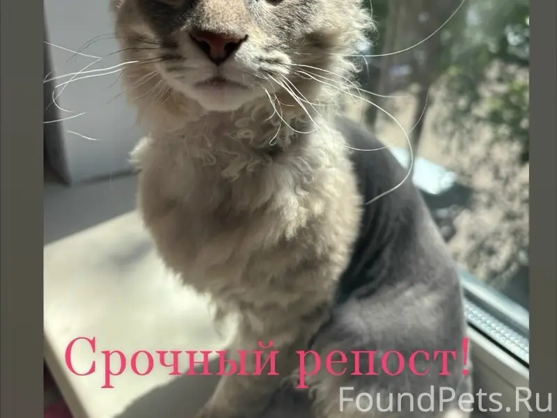 Пропал кот, 10-й микрорайон
