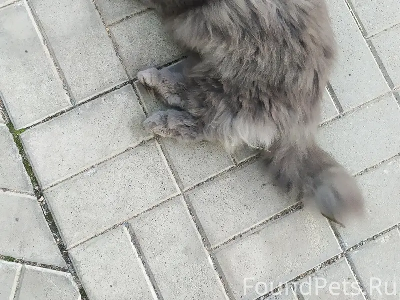 Найдена кошка, Петрозаводск, Древлянка