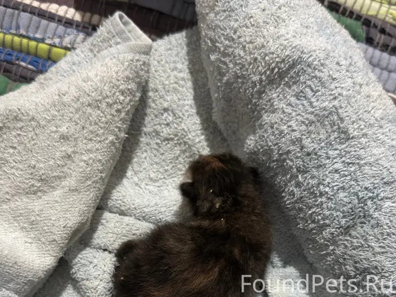 Найден котёнок, кусты