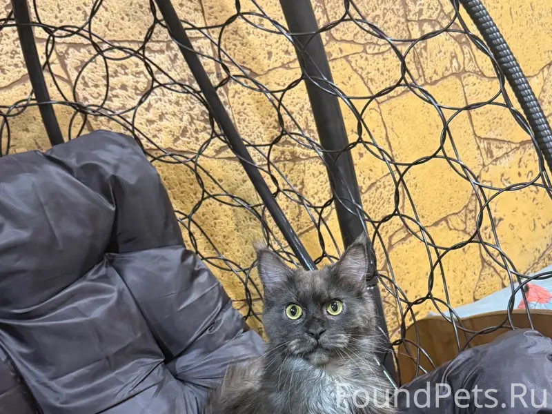 Пропала кошка, Тургенево