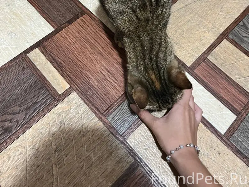 Найдена кошка, улица Прохорова 9