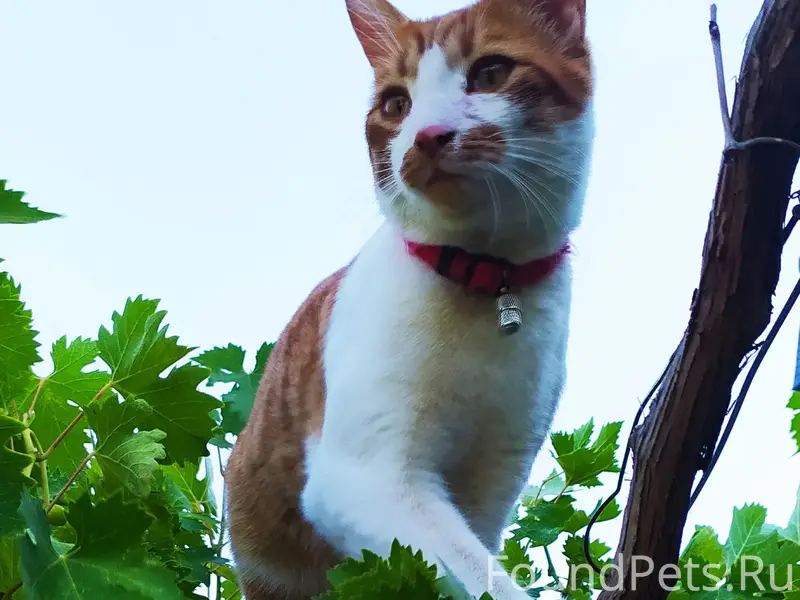 Пропал кот Кузя.