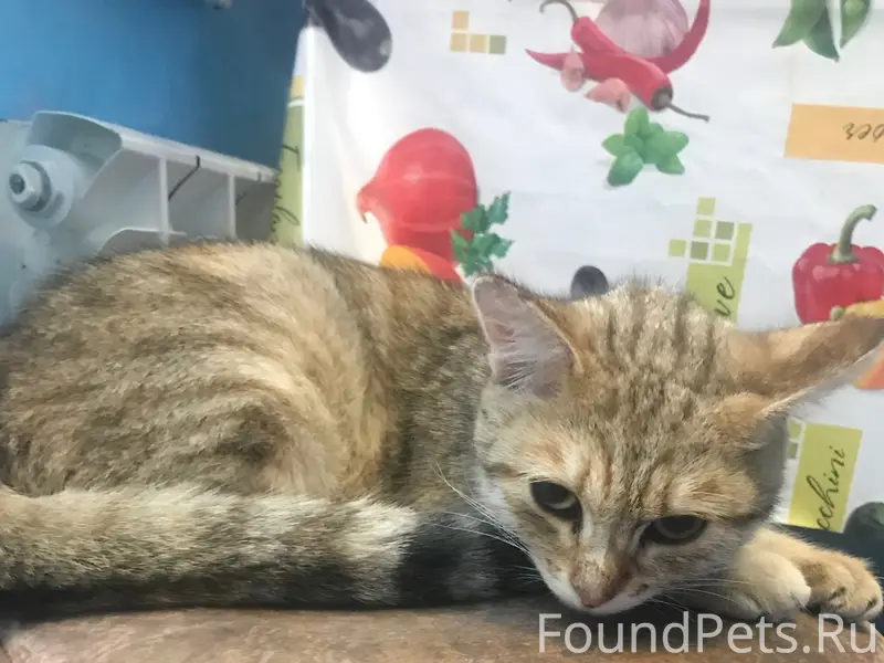 Найдена кошка, около снт звезда