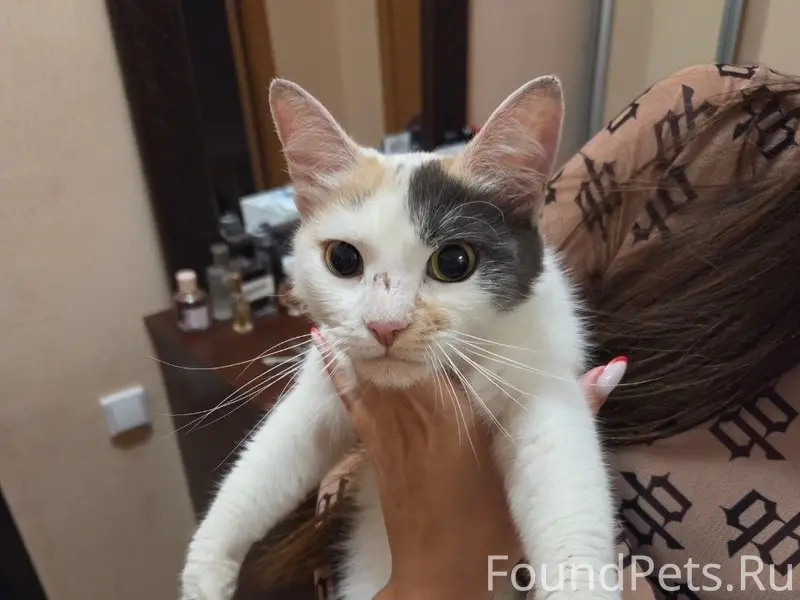Найдена кошка, Молодежная 17