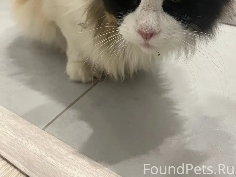 Найден кот, похож на Мей Куна, Ново-Патрушево