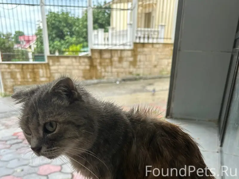 Найдена вислоухая кошка, нуждается в помощи