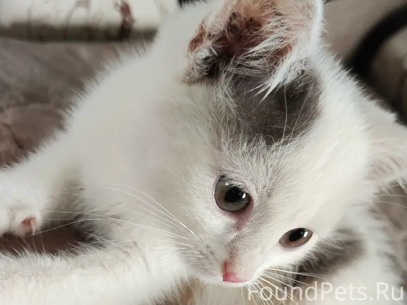 Найден котик, пересечение улицы Красная и переулка Безымянный