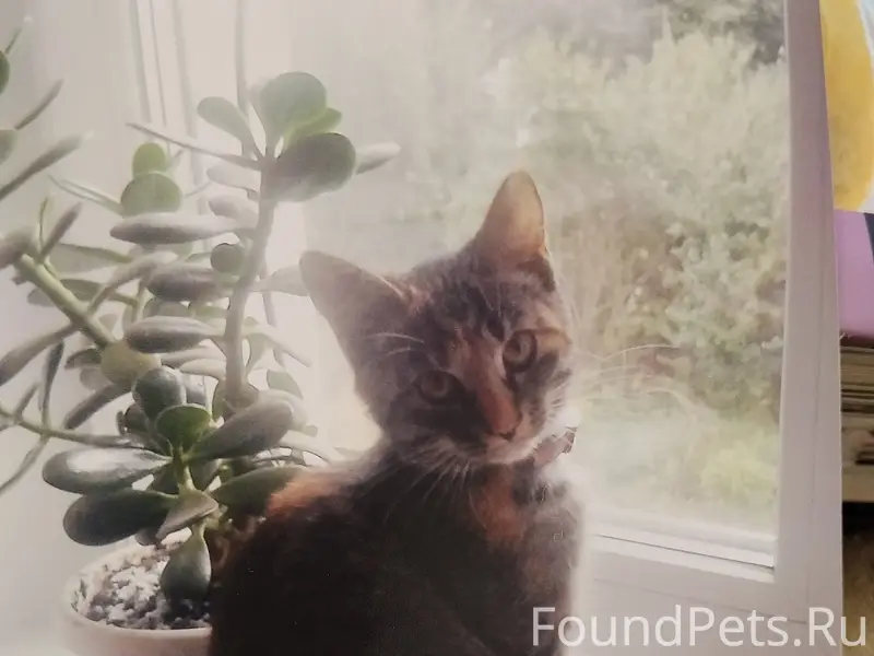 Пропала трёхцветная кошка Боня, Мелихово