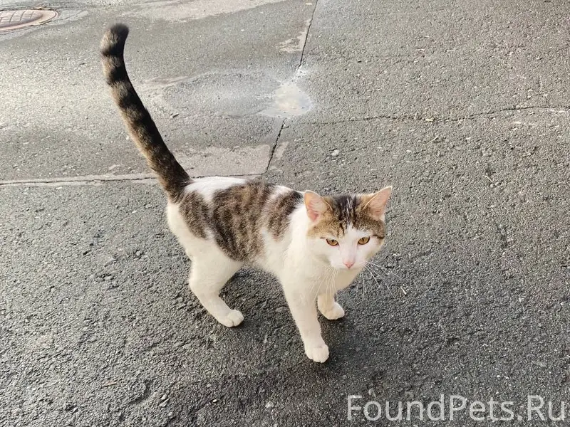 Найден кот, Октябрьский район