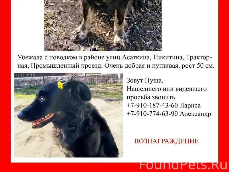 Пропала собака, район Тракторного завода