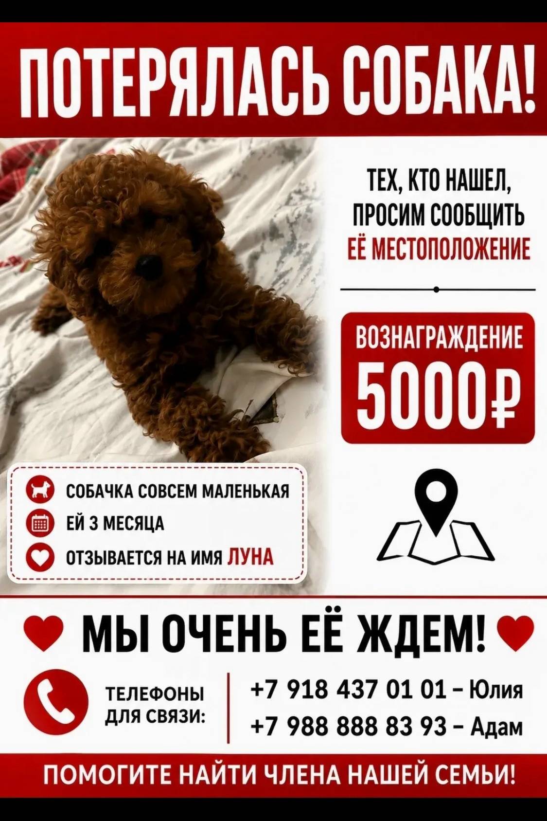 Пропала собака Луна, Краснодар