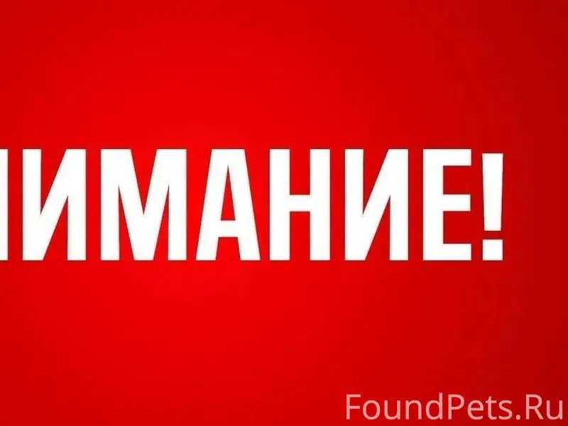 Пропали кот и кошка, Муравьево, Высоково