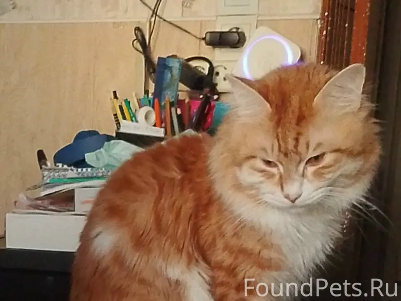 Пропал рыжий кот Симба, район Древлянка
