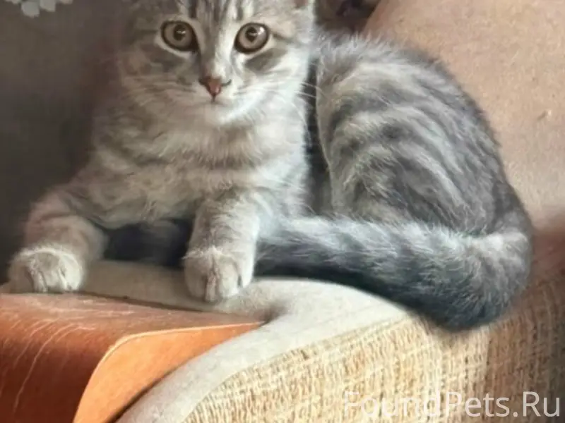Пропал котёнок, ул. Подгорная
