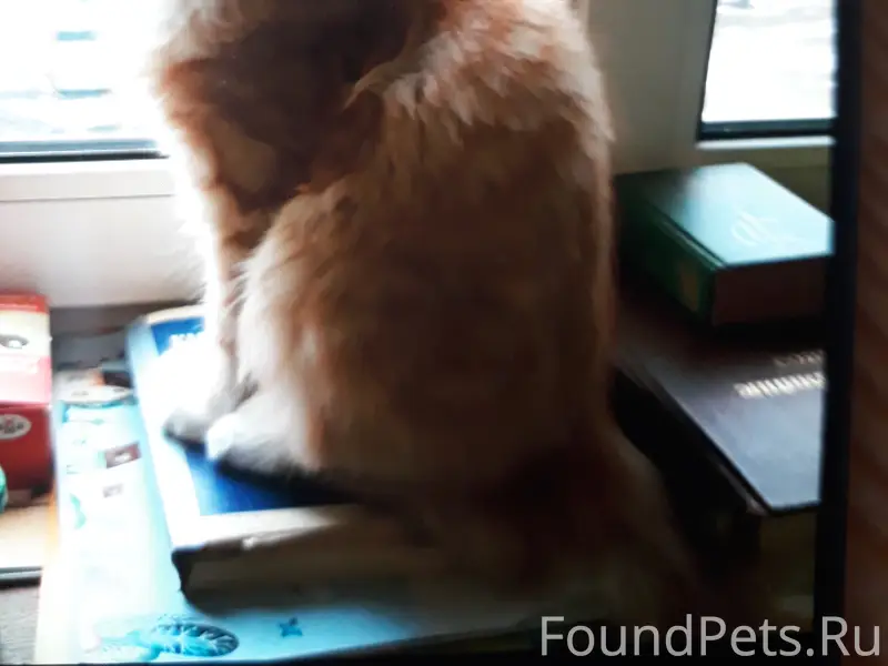 Коломна, Паново пропал рыжий котик!!!
