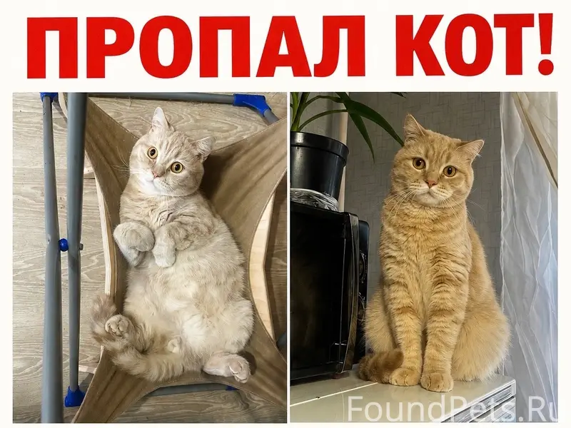 Пропал кот Персик, Ярославль, улица Урицкого