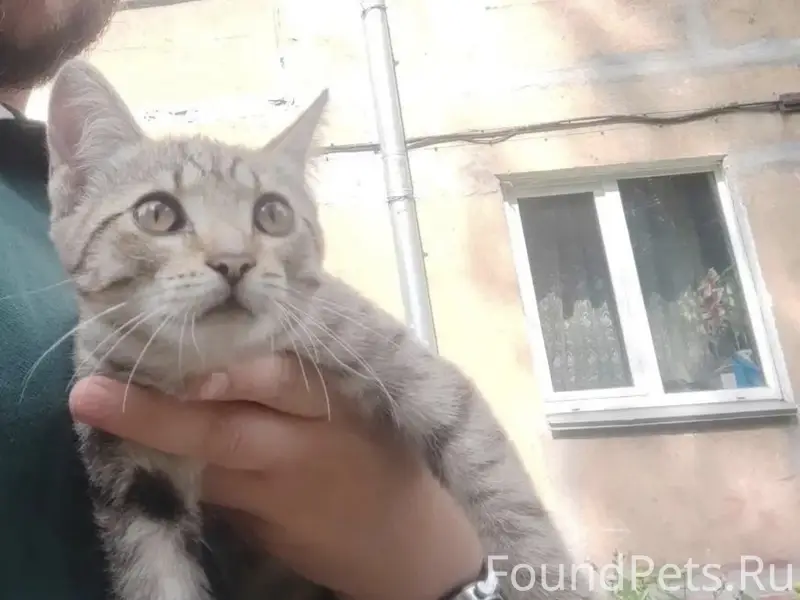 Найден котенок девочка, бенгальский окрас, Монро
