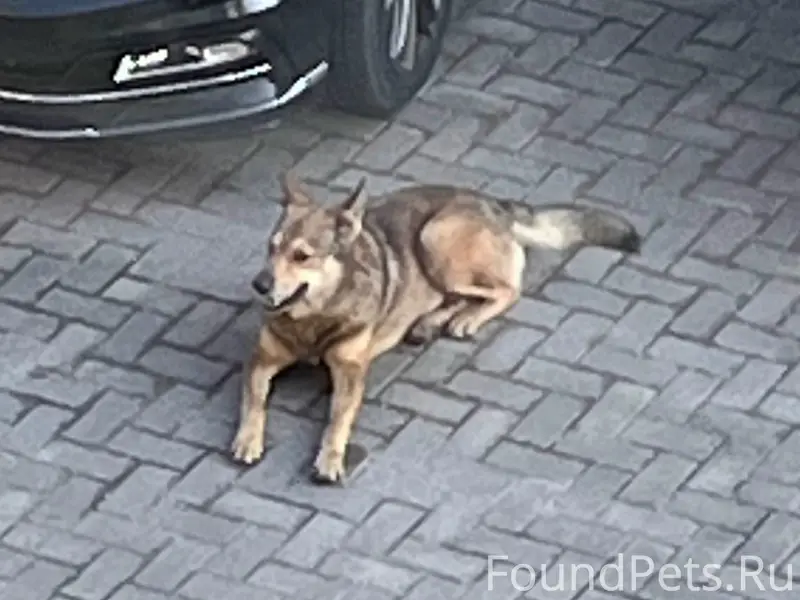 Найден пёс, район ул. Арсенальной