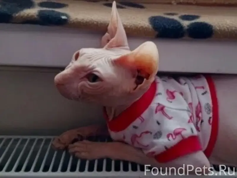 Пропала кошка,