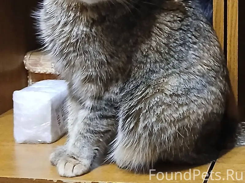 Пропала кошка Ляля, ул. Запорожская