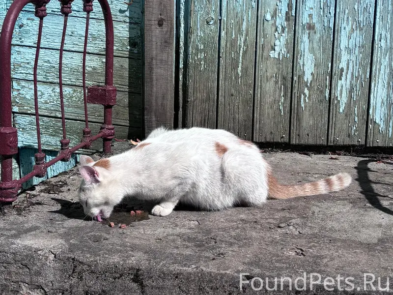 Найдена кошка, деревня Голино, Шимский район