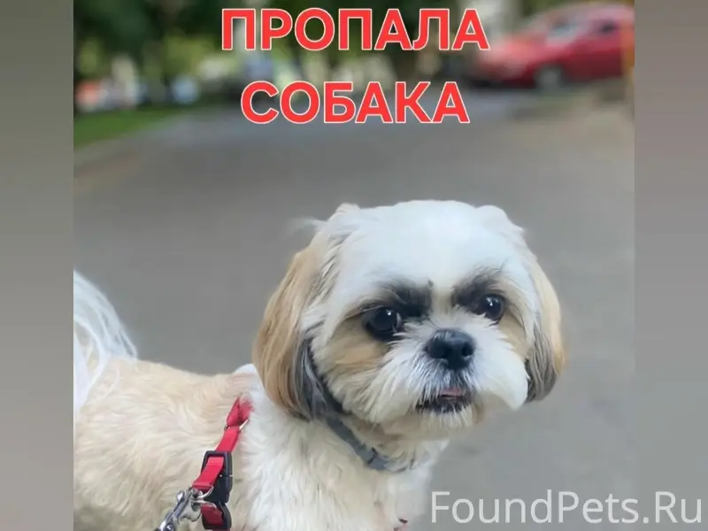 Пропала ши-тцу Василина, д. Пучково